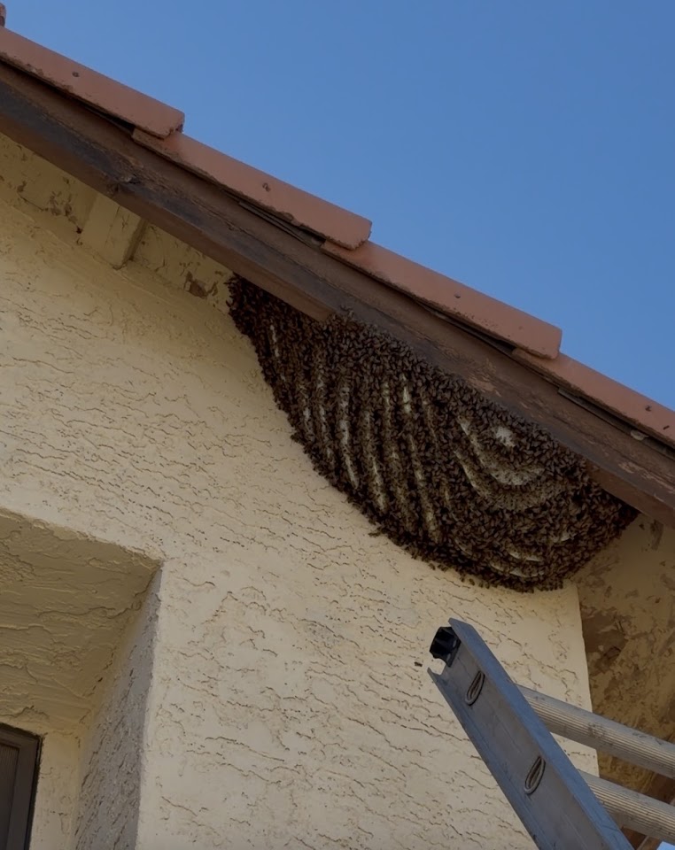 AZ Bee Kings project