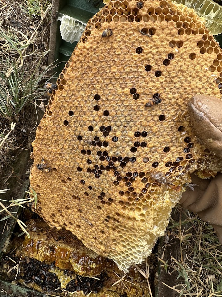 AZ Bee Kings project