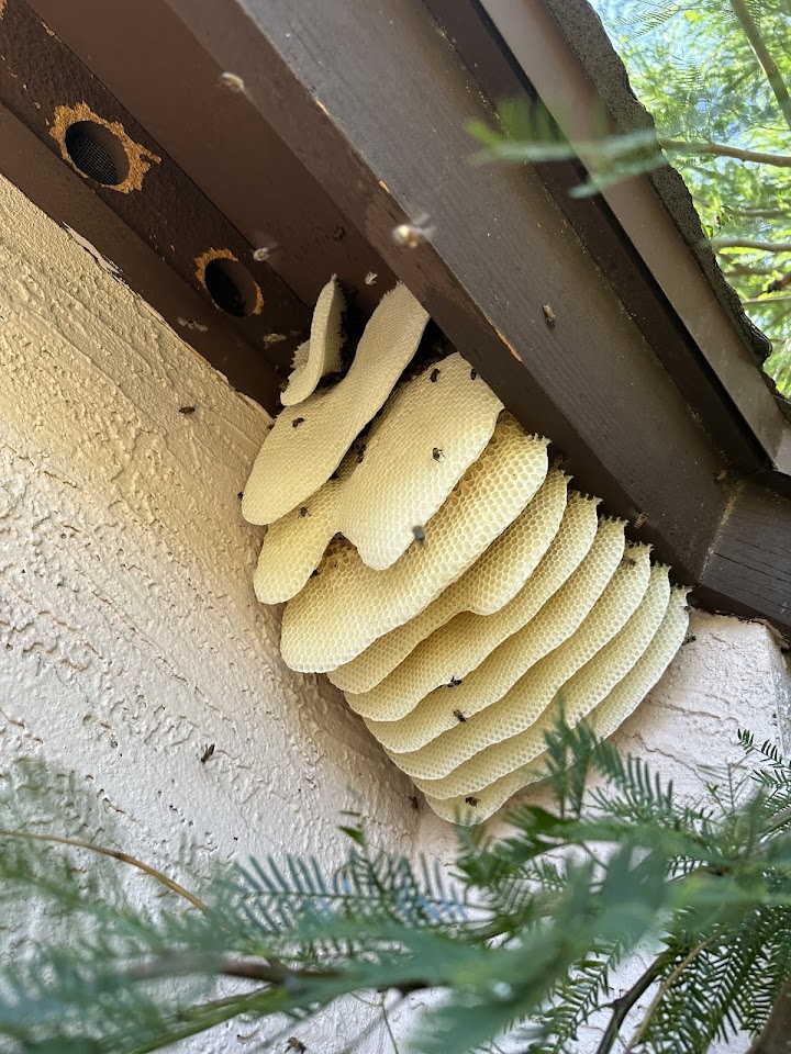 AZ Bee Kings project